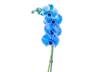 Naklejka na ściany i meble Blue flower orchid on light background