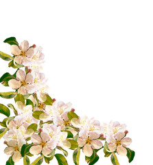 Fototapeta na wymiar Flowering branch of apple isolated on a white background. Spring