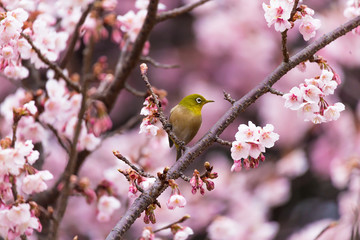 The Japanese White eye.The background is winter cherry blossoms. Located in Shinjuku, Tokyo Prefecture Japan.