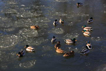 Dzikie kaczki i kaczory w wodzie zimą. © Stanisław Błachowicz