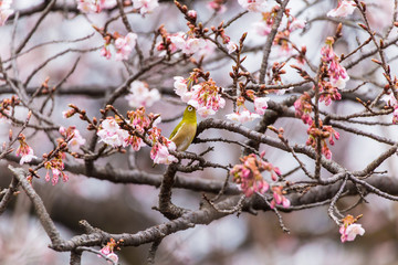 The Japanese White eye.The background is winter cherry blossoms. Located in Shinjuku, Tokyo Prefecture Japan.