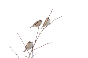 Sparrow isolated on white background. Eurasian tree sparrow (Passer montanus) sitting on a branch