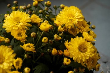 Yellow flower lawn daisy dandelion or better known as Bellis Perenni