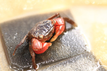 young small crab