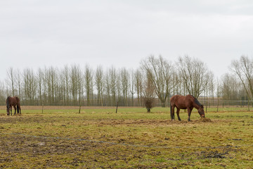 Horses in the field