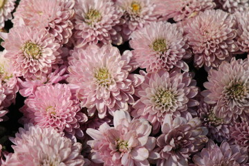 Obraz premium Chrysanthemum