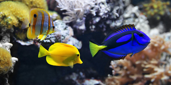 Sea fish, Blue tang (Paracanthurus hepatus), Copperband Butterflyfish (Chelmon rostratus) and Yellow tang (Zebrasoma flavescens).