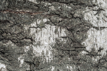 Natural texture of birch bark. White gray, chapped on the backgr