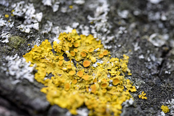 macro yellow moss on cortex tree in nature