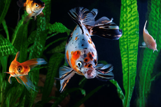 Goldfish, aquarium, a group of fish on the background of aquatic plants