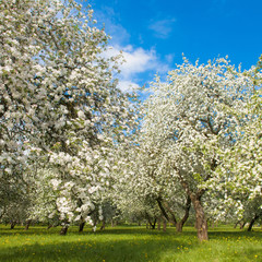 Obraz na płótnie Canvas Blossoming Apple garden in Springtime