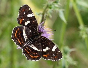 European Map Butterfly (Araschnia levana), summer generation