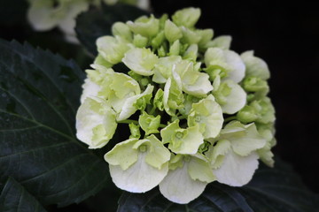 Hydrangea