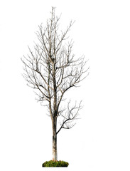 Isolated Dead tree on white background