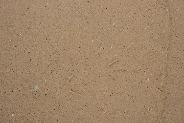 Sand background with little bird traces on the beach