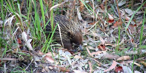Echidna