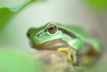 Laubfrosch