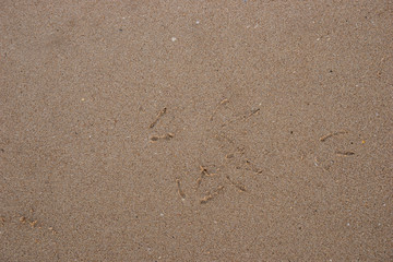 Sand background with little bird traces on the beach