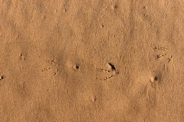 Sand background with little bird traces on the beach