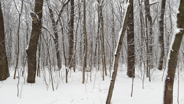 Fototapeta winter forest in Ukraine