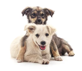 Foto op Canvas Two puppies. © voren1