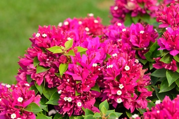 pink bougainvillea flower background