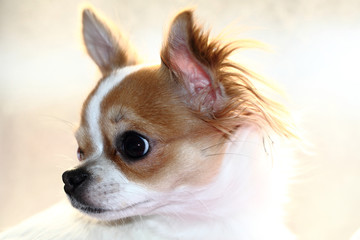 Fototapeta premium head of sweet chihuahua