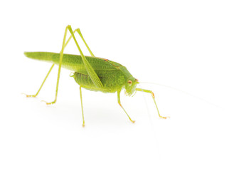 Green cricket.