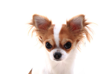 head of sweet chihuahua