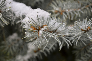 Замерзшие капли воды и снег на иголках сосны © valteru