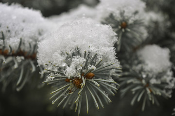 Замерзшие капли воды и снег на иголках сосны © valteru