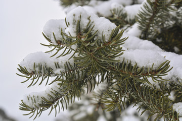 Замерзшие капли воды и снег на иголках сосны © valteru