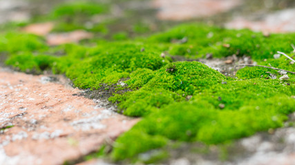 aged stone wall covered with moss texture