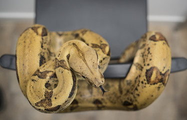 Boa constrictor