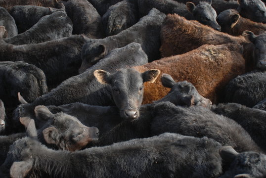 Trabajos en los corrales con bovinos raza Angus, Pampa Humeda, Argentina