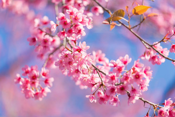Closed-up Wild Himalayan Cherry blossom.