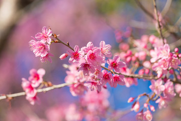 Closed-up Wild Himalayan Cherry blossom.