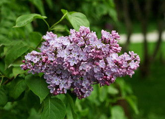 Fototapeta na wymiar Branch of purple lilac.