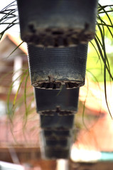 Flowerpot in the garden (Selective focus)
