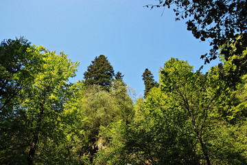 Hiking impressions in the Black Forest in Germany