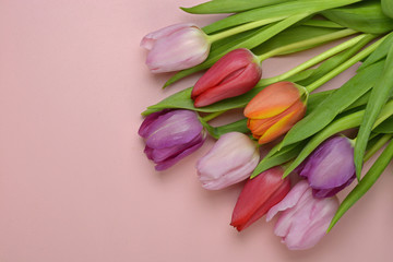 Wooden pink empty copy space background with fresh colourful spring tulips. Orange, red,pink and purple tulips.