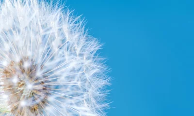 Foto op Plexiglas Dandelion Flower on Blue Sky Background © nechaevkon
