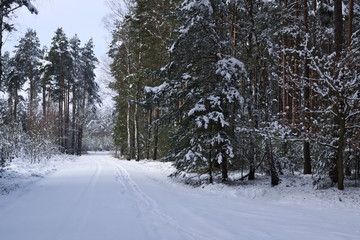 Leśna droga zimą.