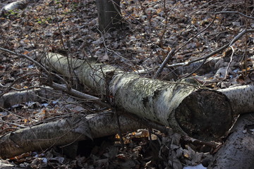 Obraz premium Forstwirtschaft