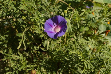 Bush
