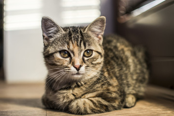 Relaxing cat by the window