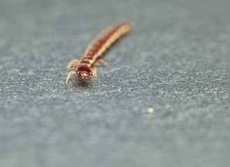 Rove beetle portrait