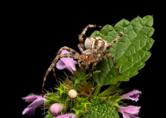 Spider portrait in blooming nettle