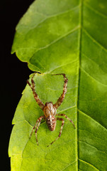 Spider on leaf