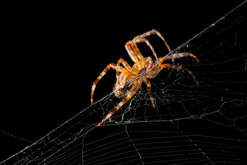 Spider crawling in web